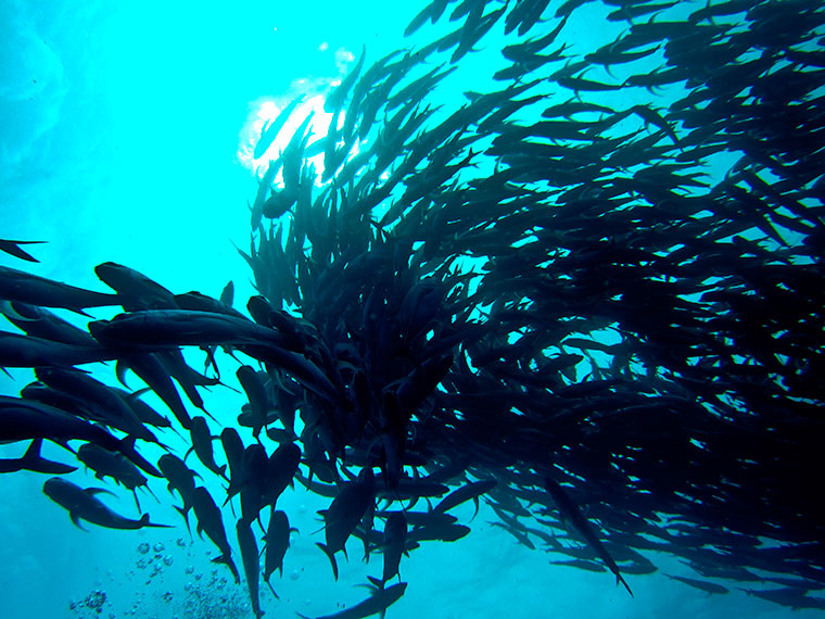 Świat podwodny wokół Wyspy Kokosowej, Kostaryka