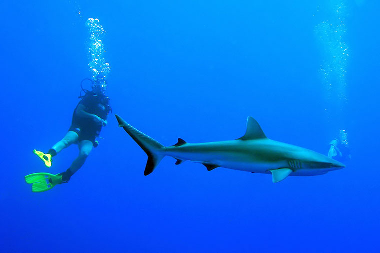Pływanie z rekinami, Wyspa Rangiroa, Polinezja Francuska