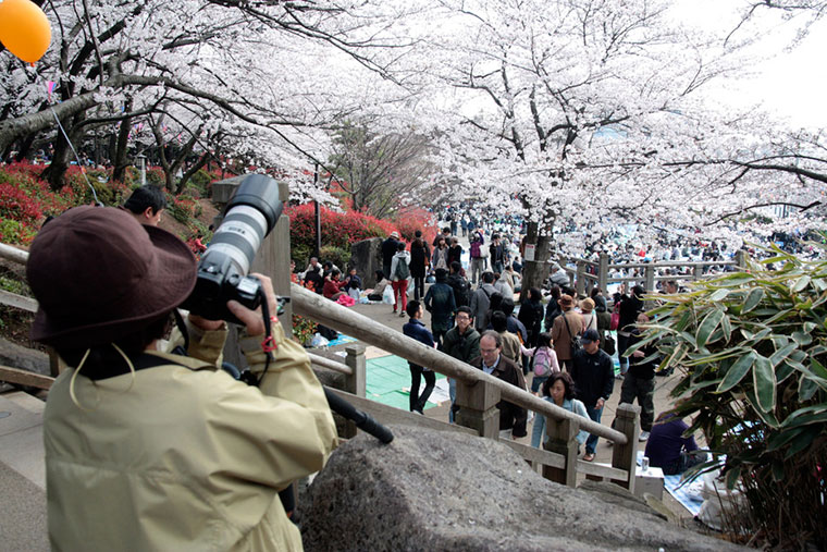 Sakura Hanami, Japonia