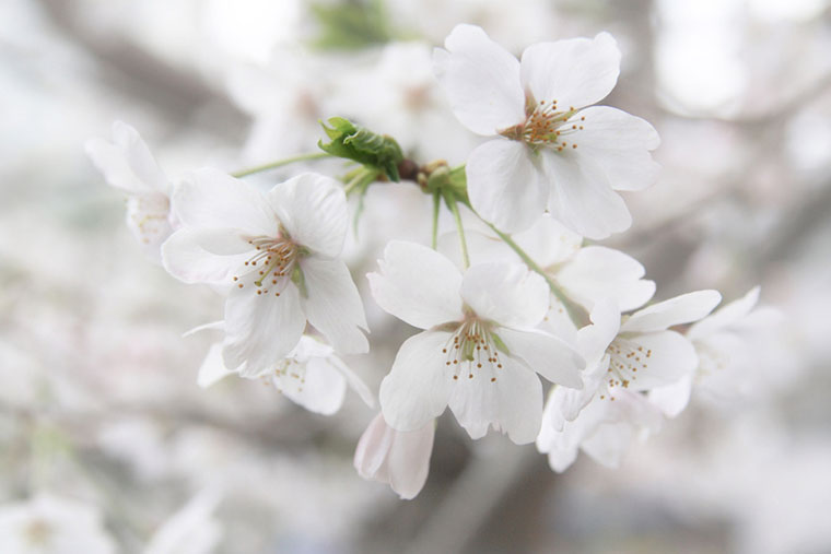 Sakura Hanami, Japonia