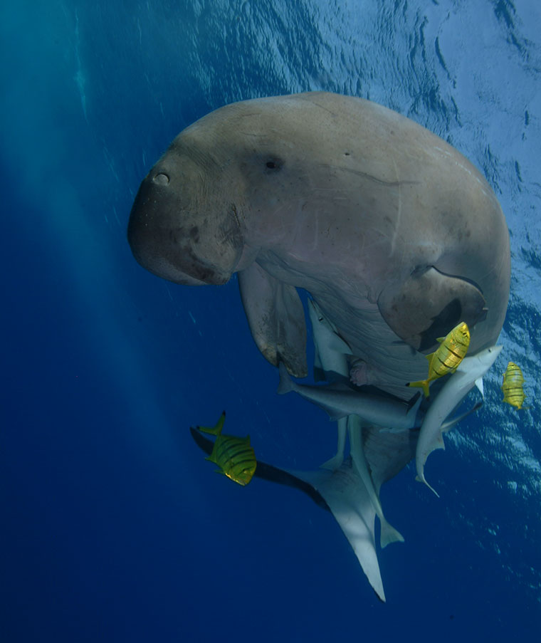 Dugong - Krowa Morska - Diugoń