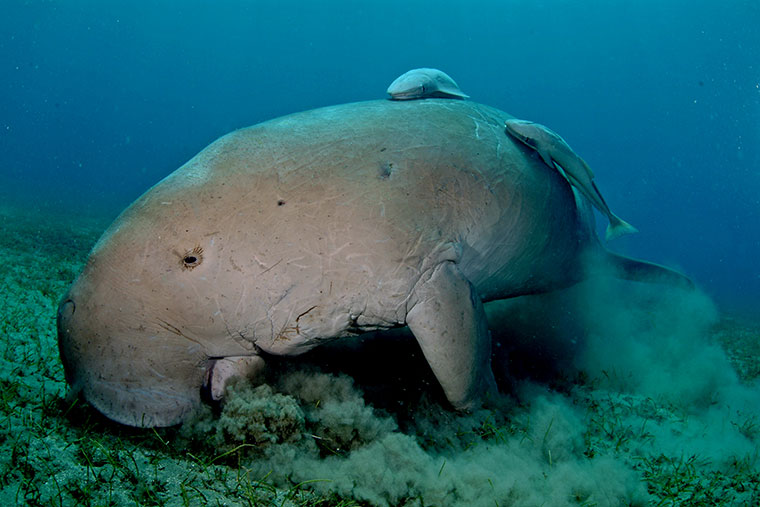 Dugong - Krowa Morska - Diugoń