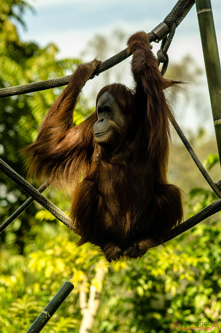 ZOO w amerykańskim San Diego