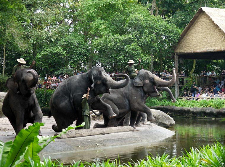 Słonie w Singapurskim ZOO